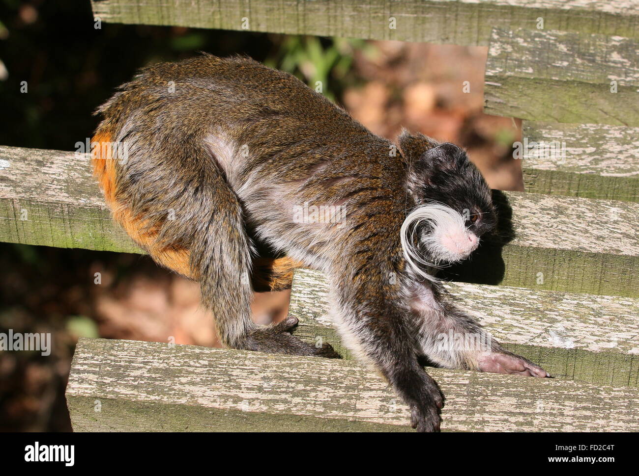 Kaiser Tamarin Affe (Saguinus Imperator) aka Brockway Affe, ursprünglich aus Brasilien, Bolivien & Peru. Apenheul Primate Zoo, Holland Stockfoto