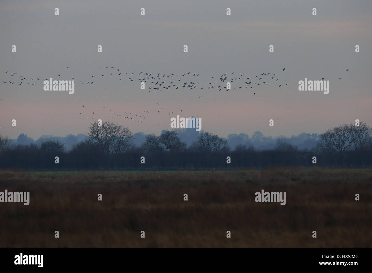 Pink-footed Goose (Anser Brachyrhynchus) Stockfoto