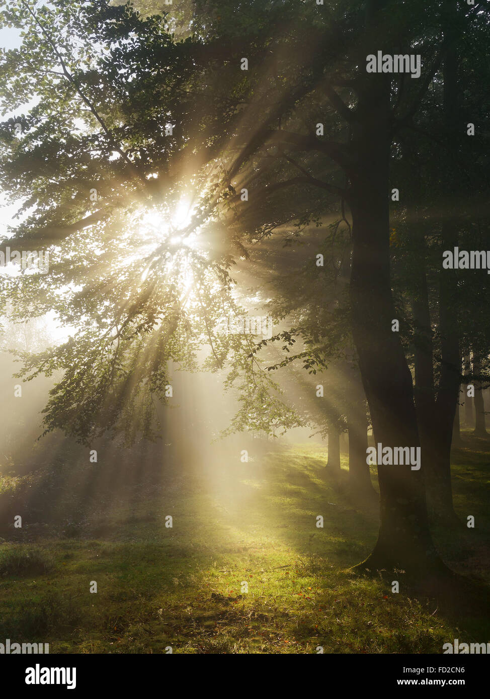Sonnenstrahlen im Wald am Morgen Stockfoto