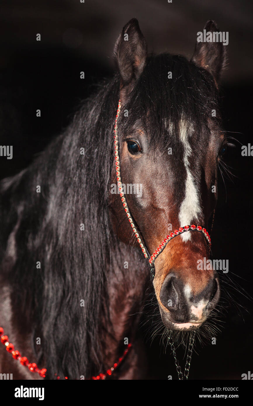 Bucht Hengst Porträt isoliert auf schwarz. Orlow Traber Pferde. Stockfoto