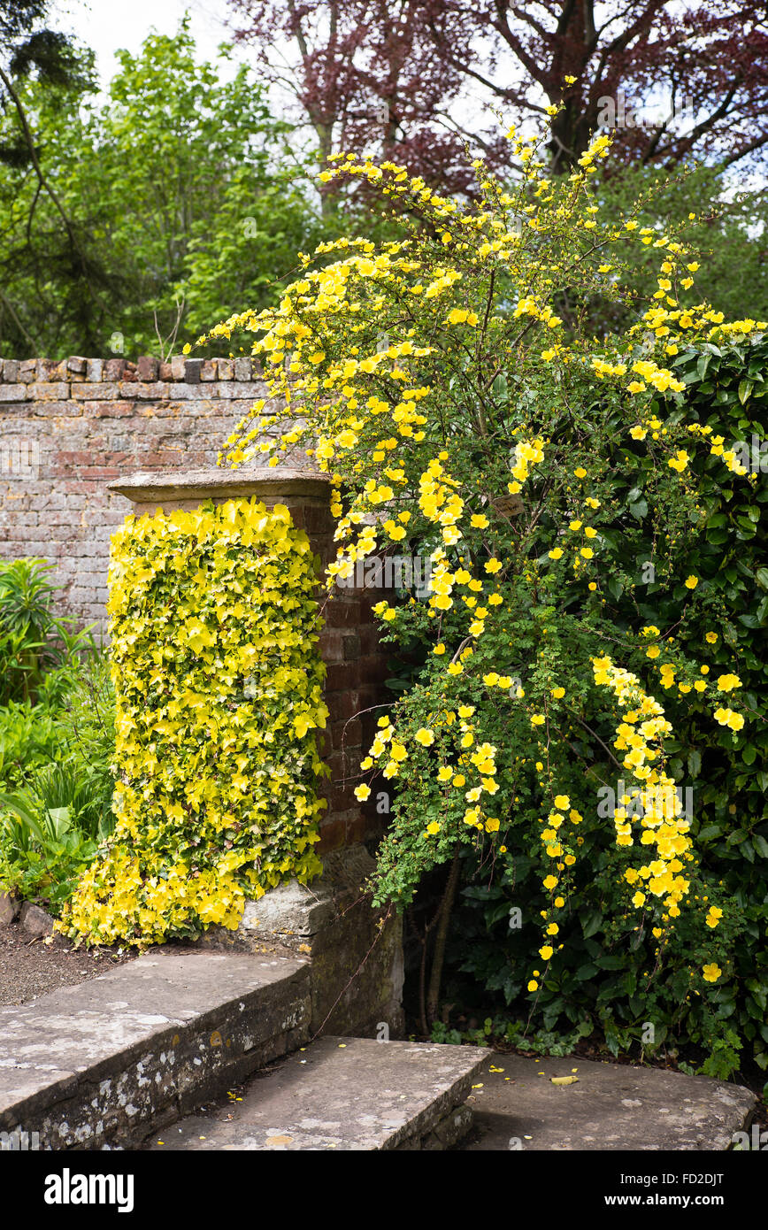 Ein goldgelbes Thema auf der Treppe in den Gärten von Stockton Bury. Golden hedera und Rosa Helen Knight Stockfoto