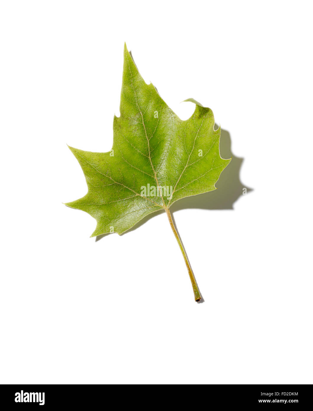 Ein Blatt des gefallenen grünen Laubbaum. Stockfoto
