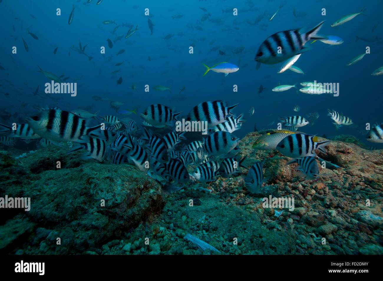 Schule von Sergeant-Major Fisch bei The Bistro Tauchplatz in Fidschi. Stockfoto