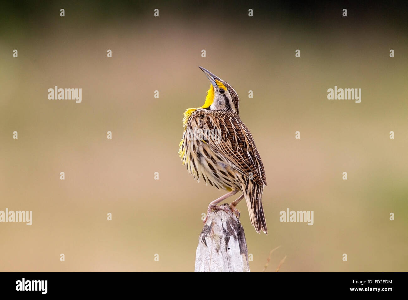 östlichen Meadowlark (Sturnella Magna) Männchen thront und Gesang, Kuba Stockfoto