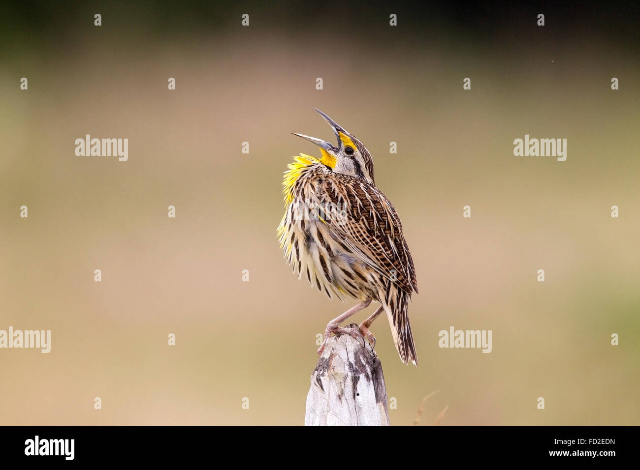 östlichen Meadowlark (Sturnella Magna) Männchen thront und Gesang, Kuba Stockfoto