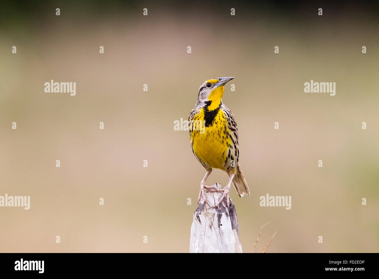 östlichen Meadowlark (Sturnella Magna) Männchen thront und Gesang, Kuba Stockfoto