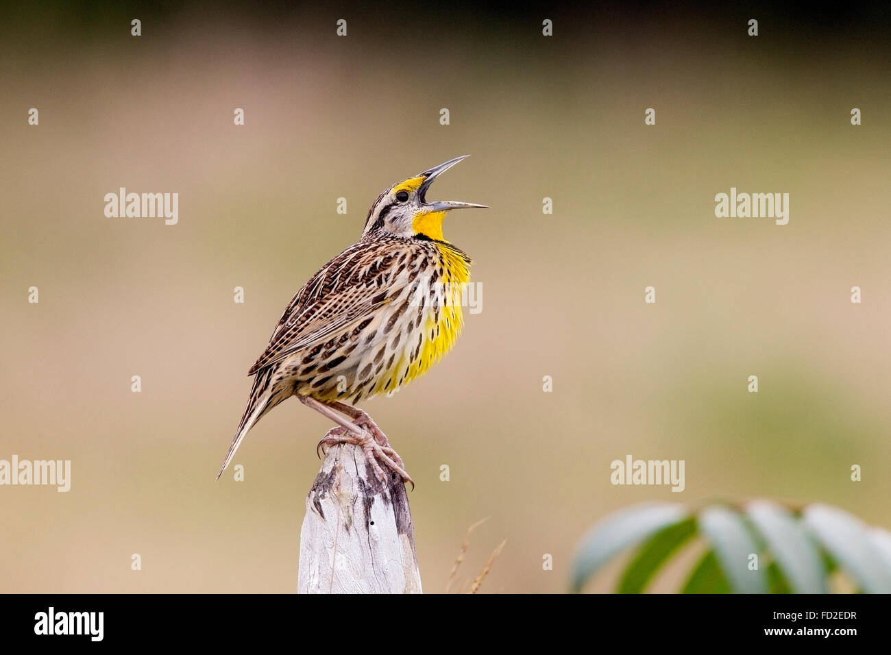 östlichen Meadowlark (Sturnella Magna) Männchen thront und Gesang, Kuba Stockfoto