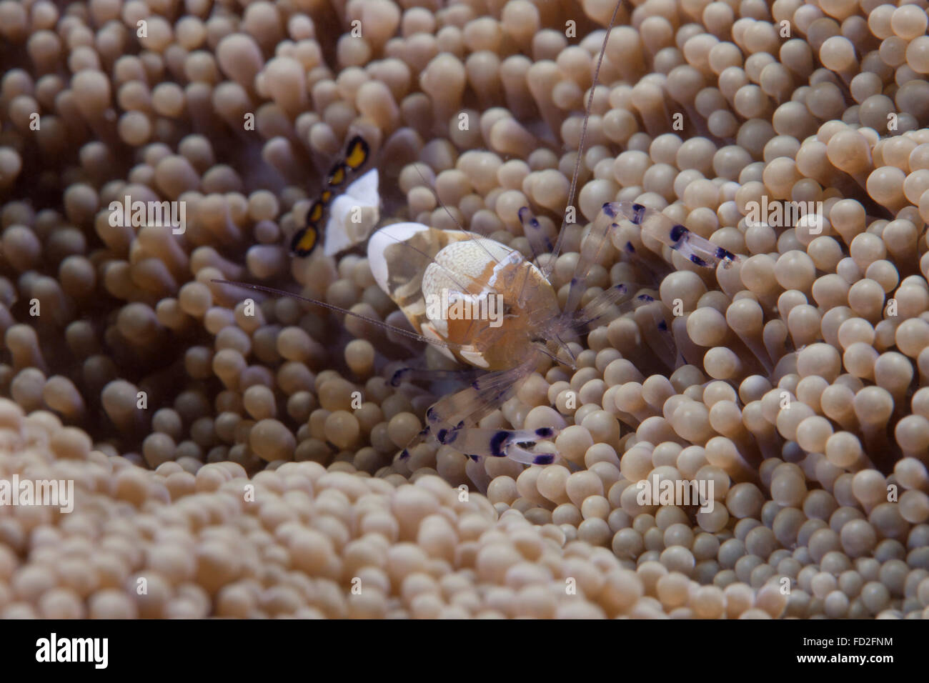 Popcorn-Garnelen (Periclimenes Brevicarpalis) auf eine Anenome auf einem fidschianischen Riff. Stockfoto