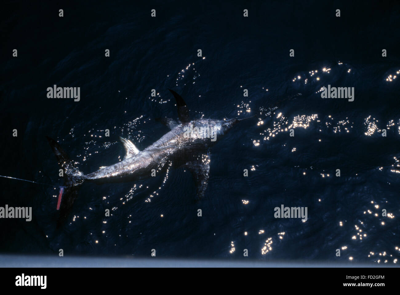 Fischerei indischen Ozean vor der Küste Beruwala, Sri Lanka. Zurück zur Arbeit nur wenige Wochen nach dem Tsunami. Stockfoto