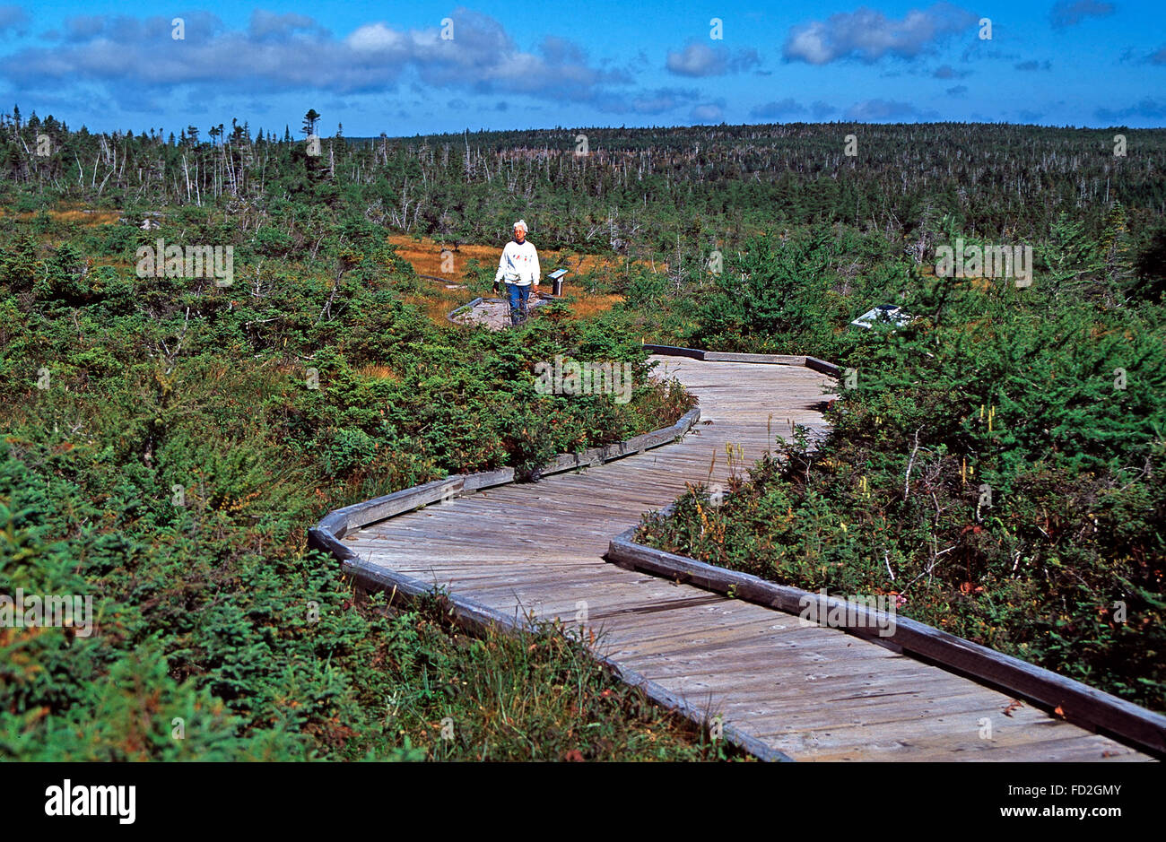 Walking the Bog Walk, Cape Breton Highlands National Park Stockfoto