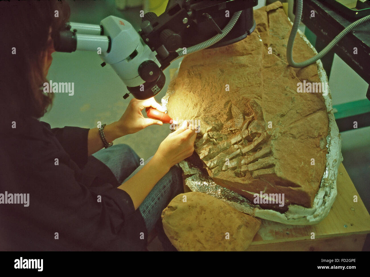 Ein Paläontologe reinigt ein Fossil aus dem Minas Basin, Fundy Geological Museum in Amherst, Nova Scotia Stockfoto