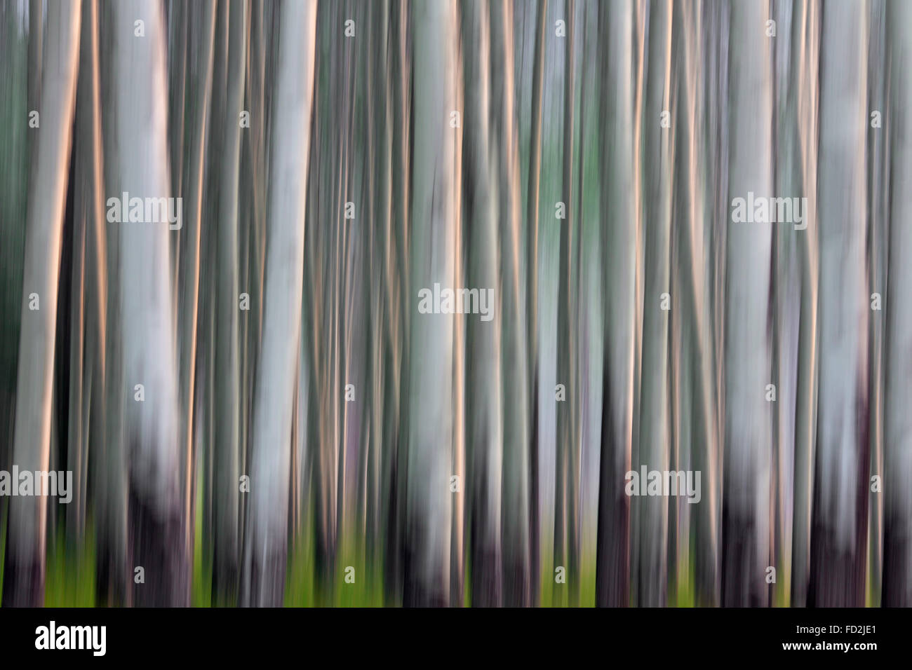 Abstraktes Bild der Bewegung verwischt Espe Baumstämme im Wald Stockfoto