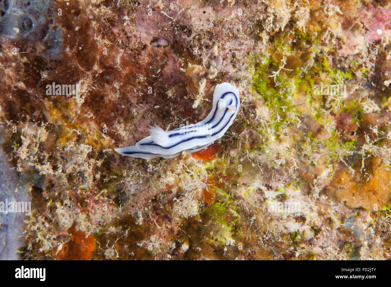 Chromodoris Lochi Nacktschnecken, Beqa Lagoon, Fidschi. Stockfoto