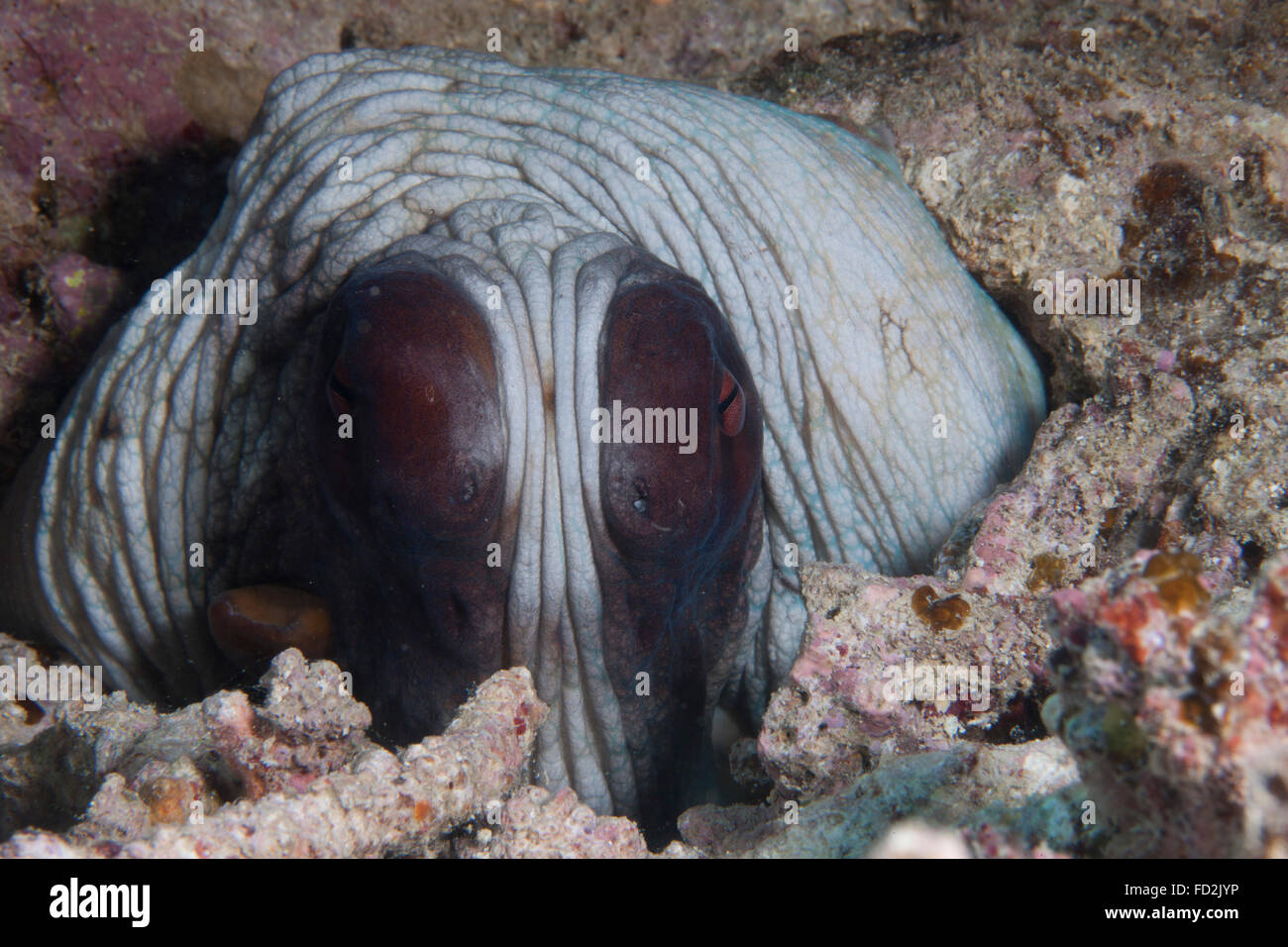 Eine neugierige Krake in einem fidschianischen Riff. Stockfoto