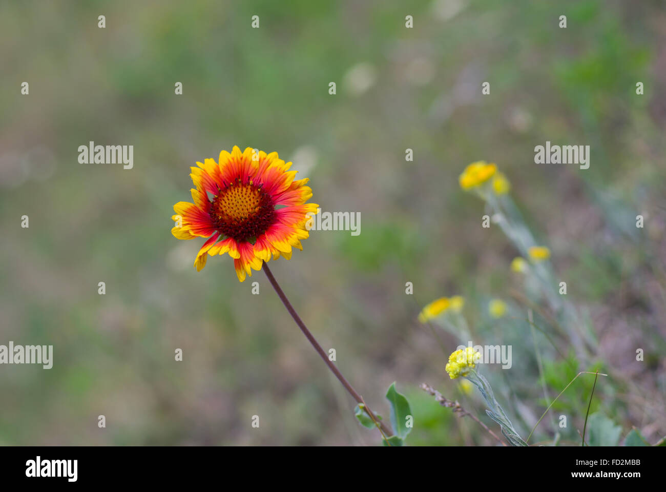 Einsame indische Decke Blume im wilden Feld Stockfoto