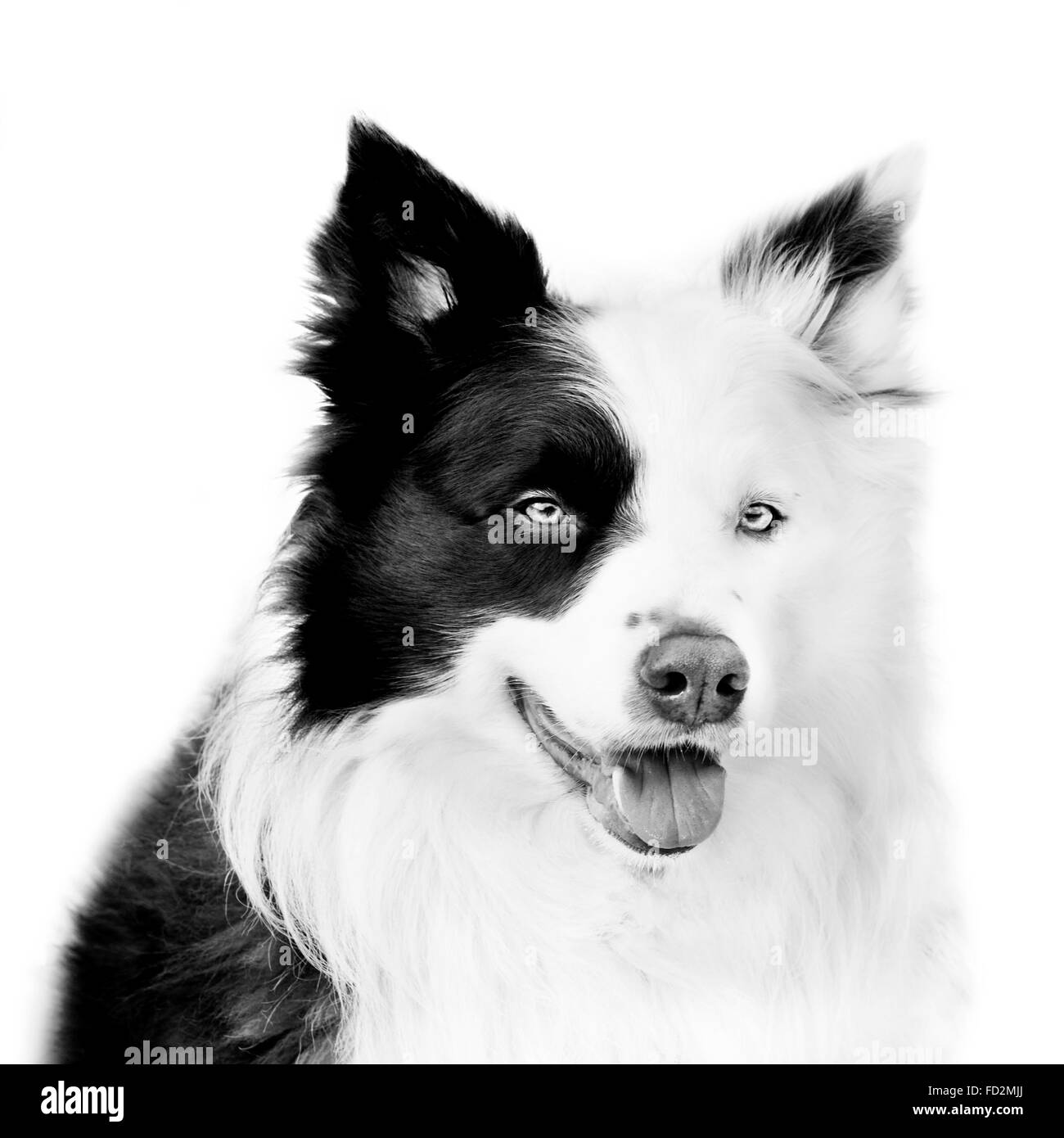 Border-Collie / schottischer Schäferhund, schwarz und weiß Nahaufnahme Hund Portrait Stockfoto