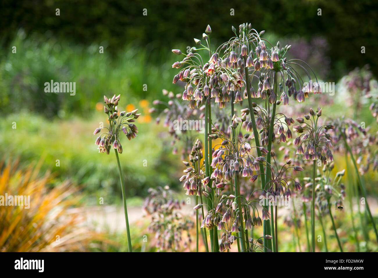 Nectaroscordum Siculum in einem englischen Garten im Sonnenschein im Sommer blühen. Stockfoto