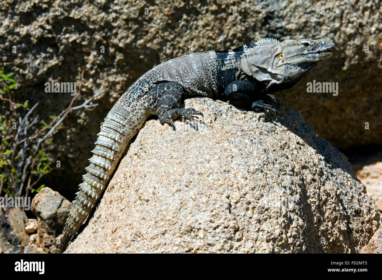 Cape Spinytail Leguan / Cape Langusten-tailed Iguana / stacheligen Sonora-tailed Leguan (Ctenosaura Hemilopha Macrolopha) sonnen sich auf Felsen Stockfoto