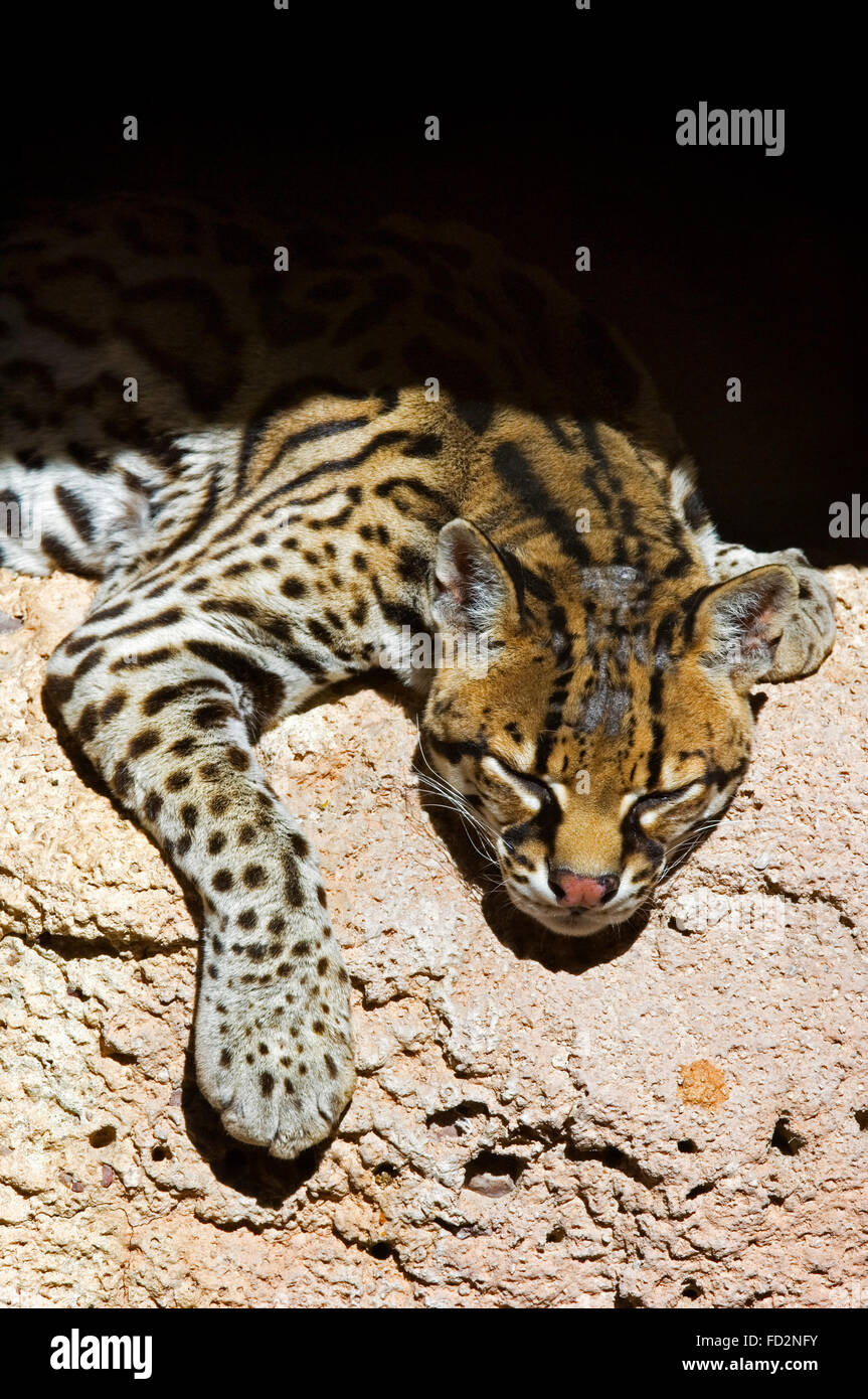 Ozelot (pardalis Pardalis / Felis Pardalis) ruhen im Schatten in der Felswand, ursprünglich aus Südamerika, Mittelamerika und Mexiko Stockfoto