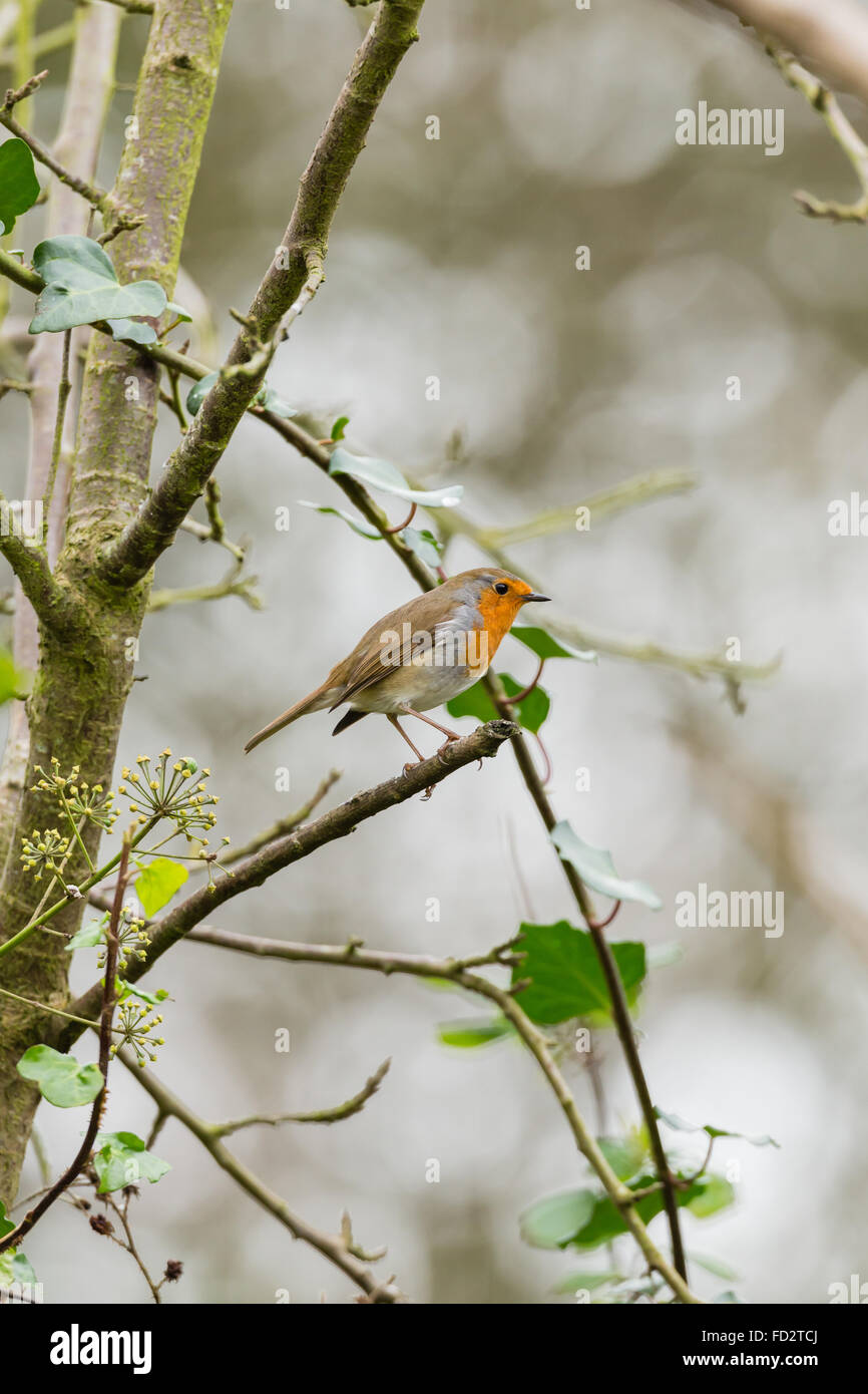 Robin in einem Baum Stockfoto