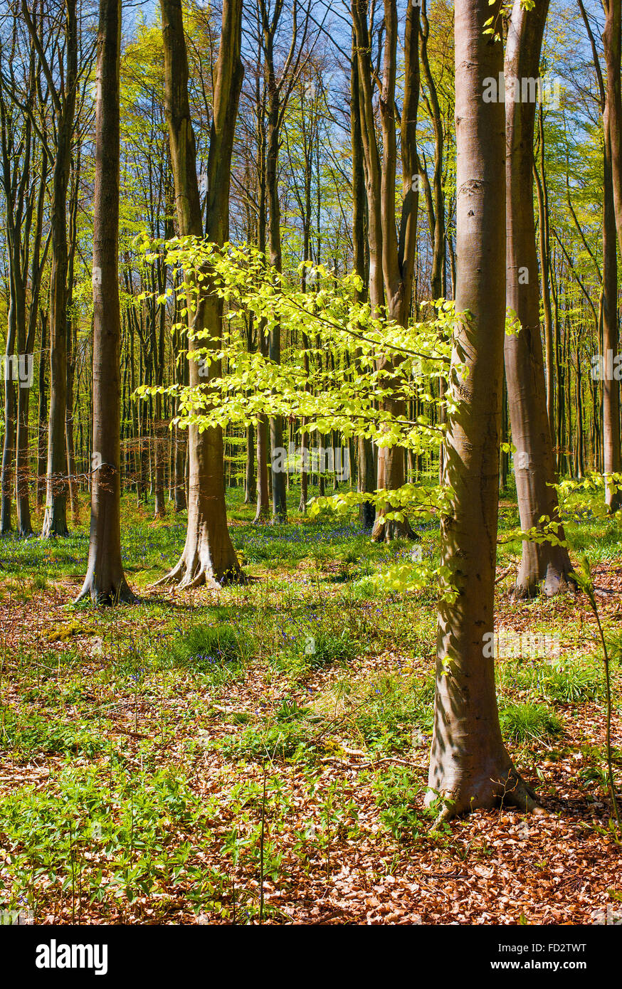 Neues Wachstum im Buche Wald in West Woods Marlborough Wiltshire UK Stockfoto