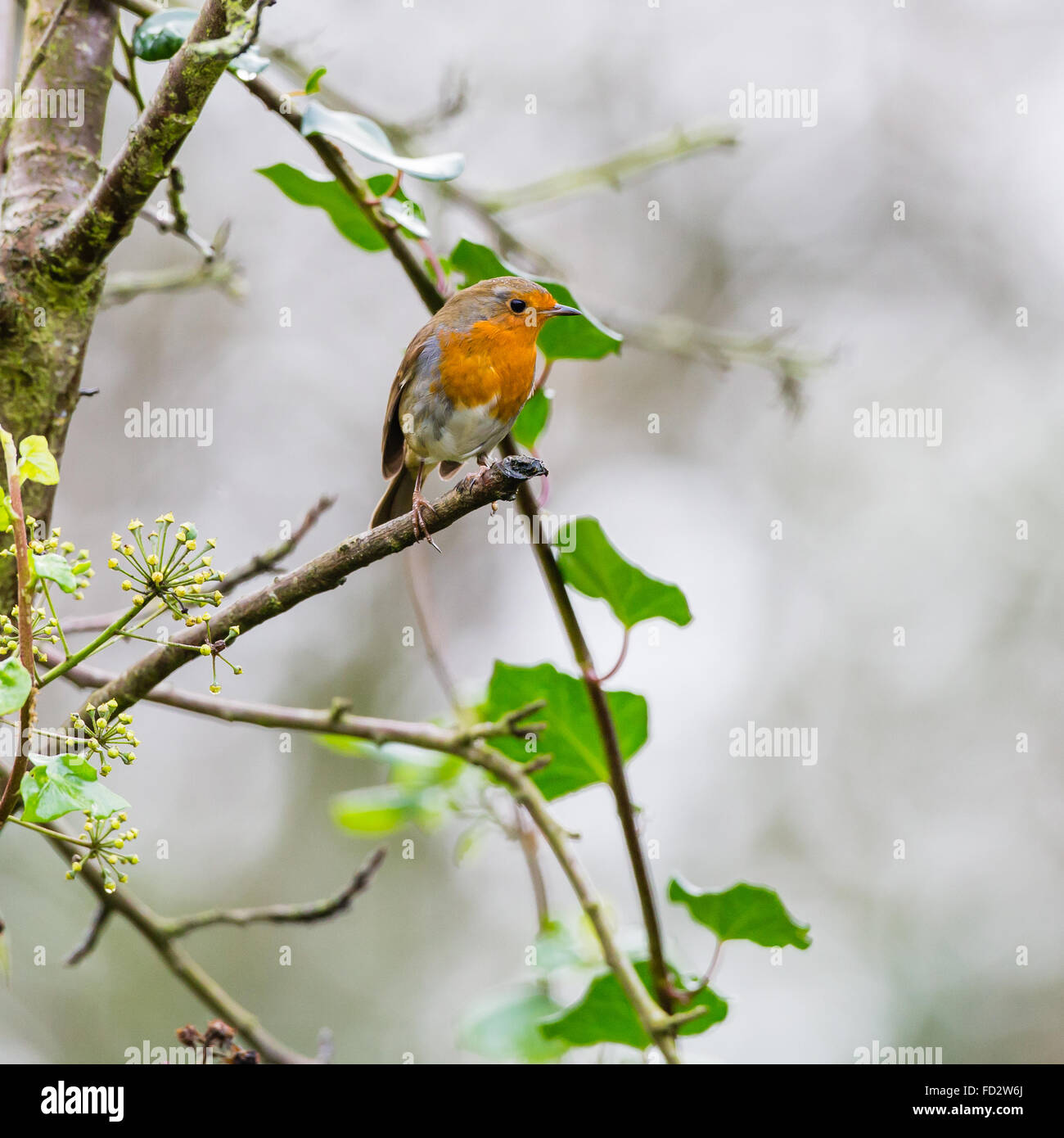 Robin sitzt in einem Baum Stockfoto