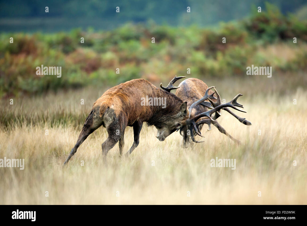Rothirsch (Cervus Elaphus) Junggesellen Battlingduring der Brunftzeit Stockfoto