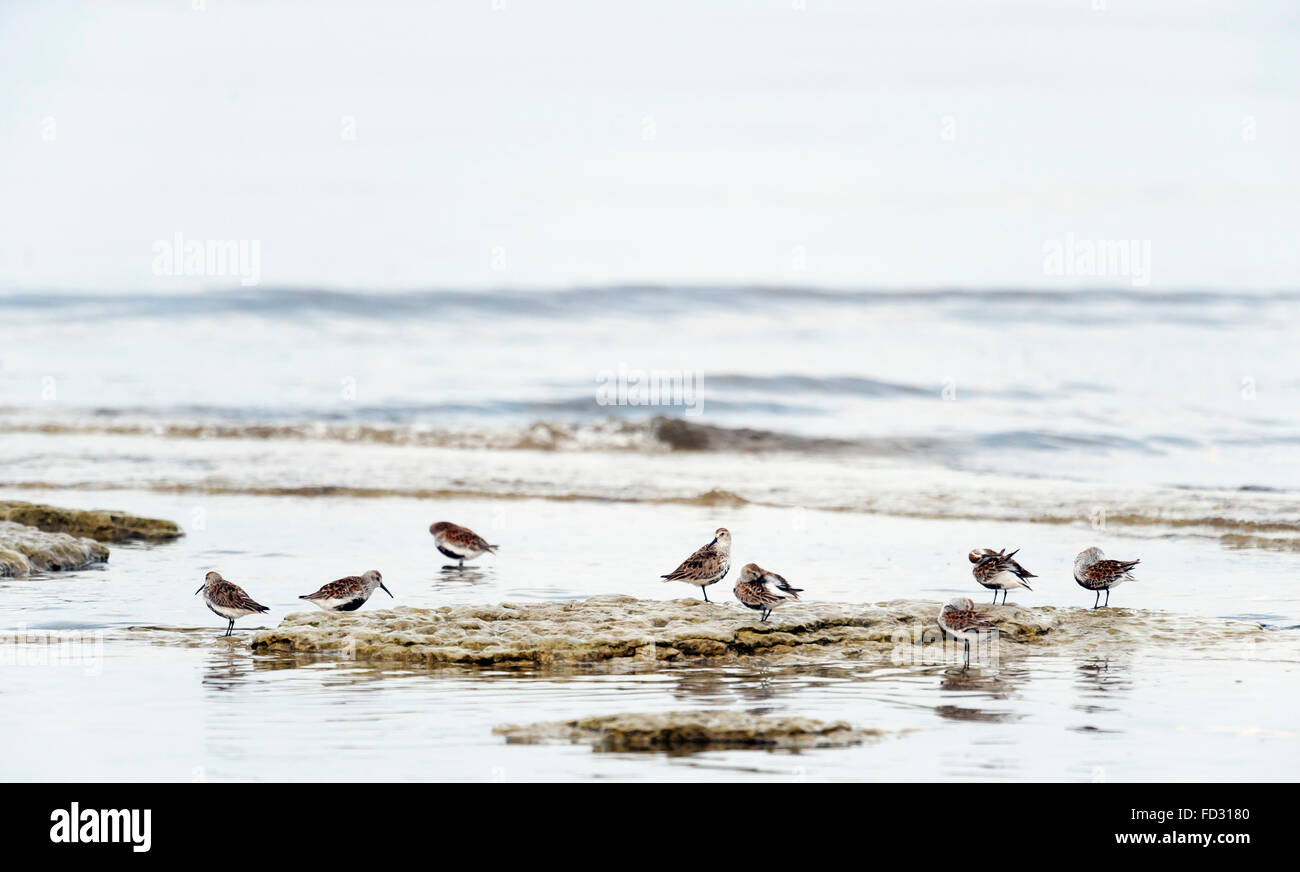 Red-backed Strandläufer Stockfoto