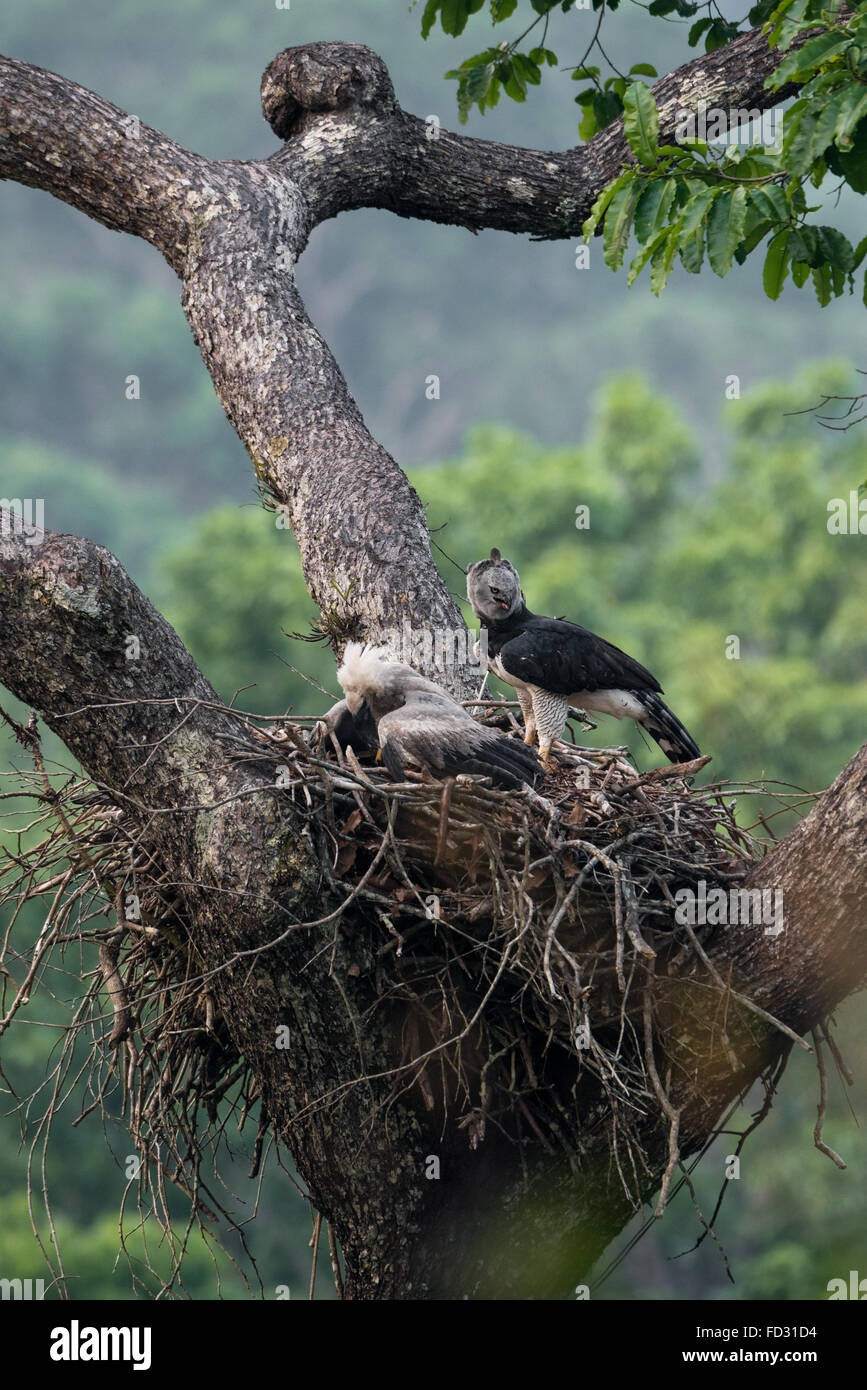 Eine weibliche Harpyie im Nest mit seinen Jungen Stockfoto