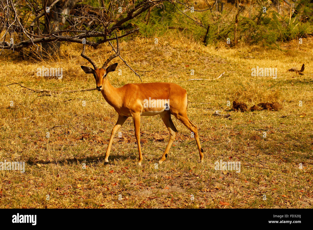 Impala sind tagaktiv, aktivsten kurz nach Sonnenaufgang und vor Sonnenuntergang. Sie verbringen die Nacht Fütterung und ausruhen. Zierliche Antilopen Stockfoto
