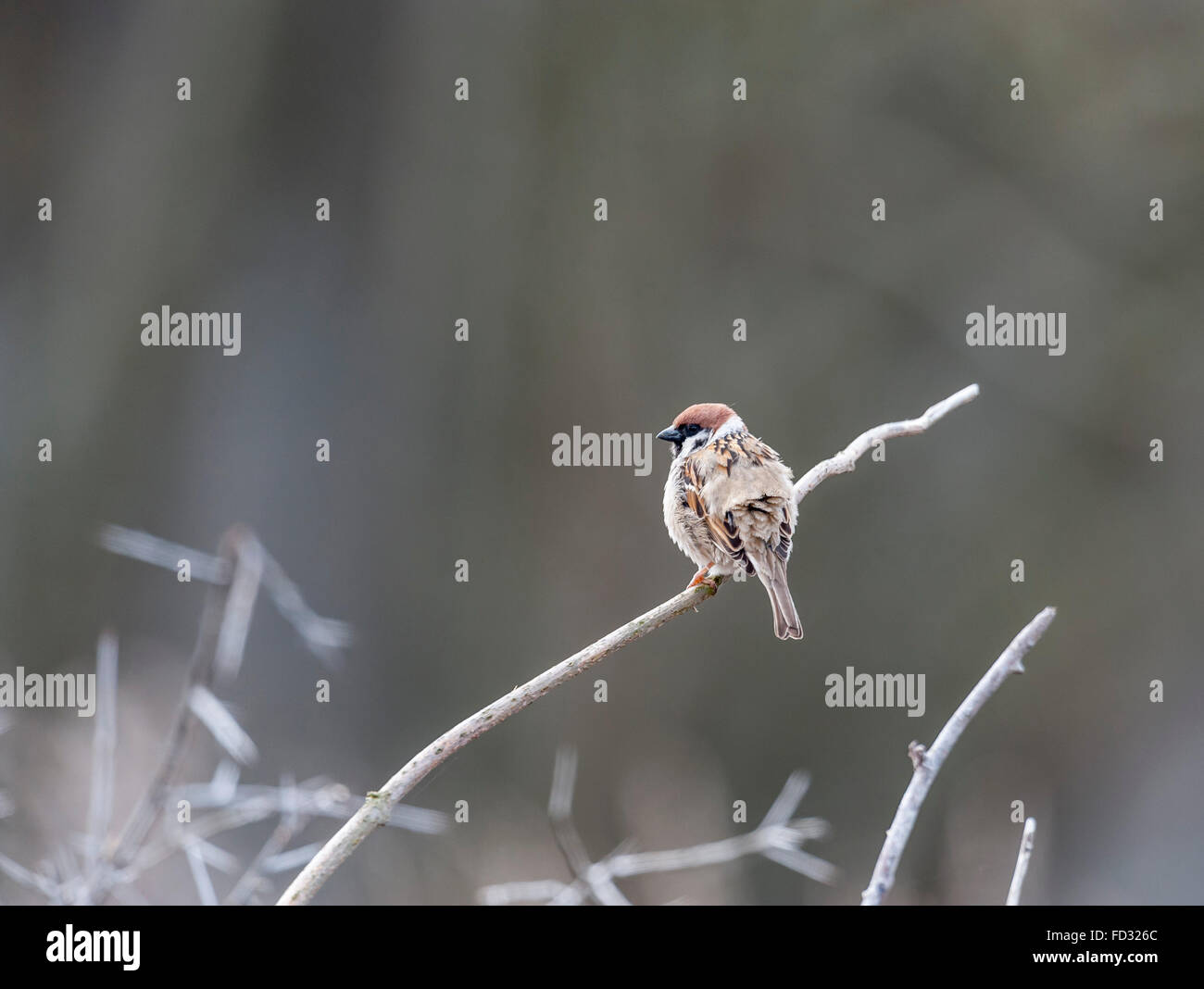 Eurasische Tree sparrow Stockfoto