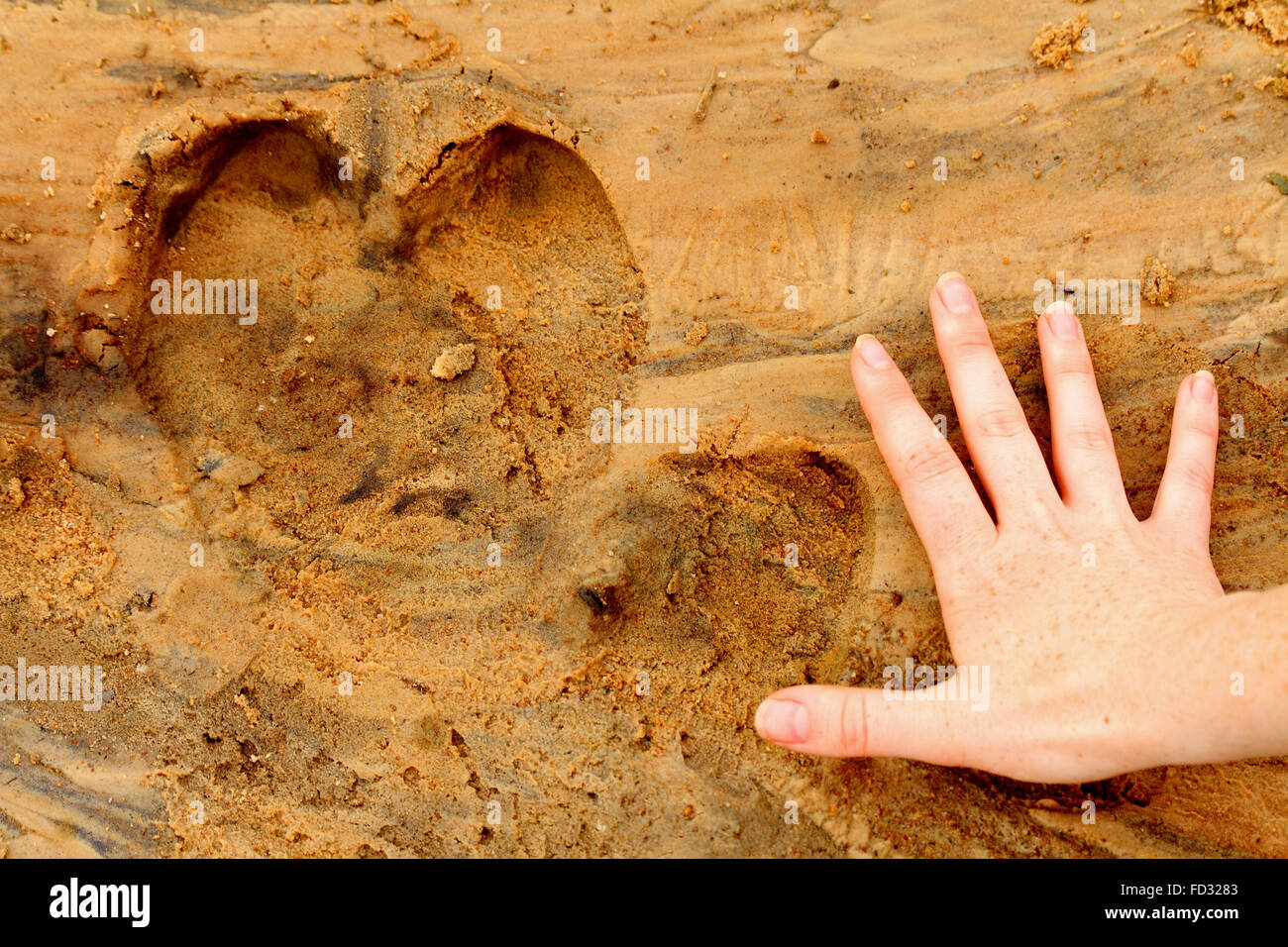 Ein Nilpferd Fußdruck in den Sand neben weiblichen Erwachsenen Menschenhand zum Vergleich in der Größe. Stockfoto