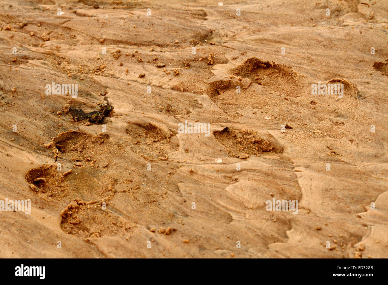 Ein paar große Flusspferd Fuß druckt im Sand entlang Lebensraum Fluss. Stockfoto