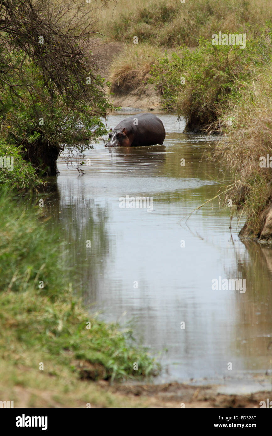 Ein Nilpferd waten in einem Fluss (Hippopotamus Amphibius) Stockfoto