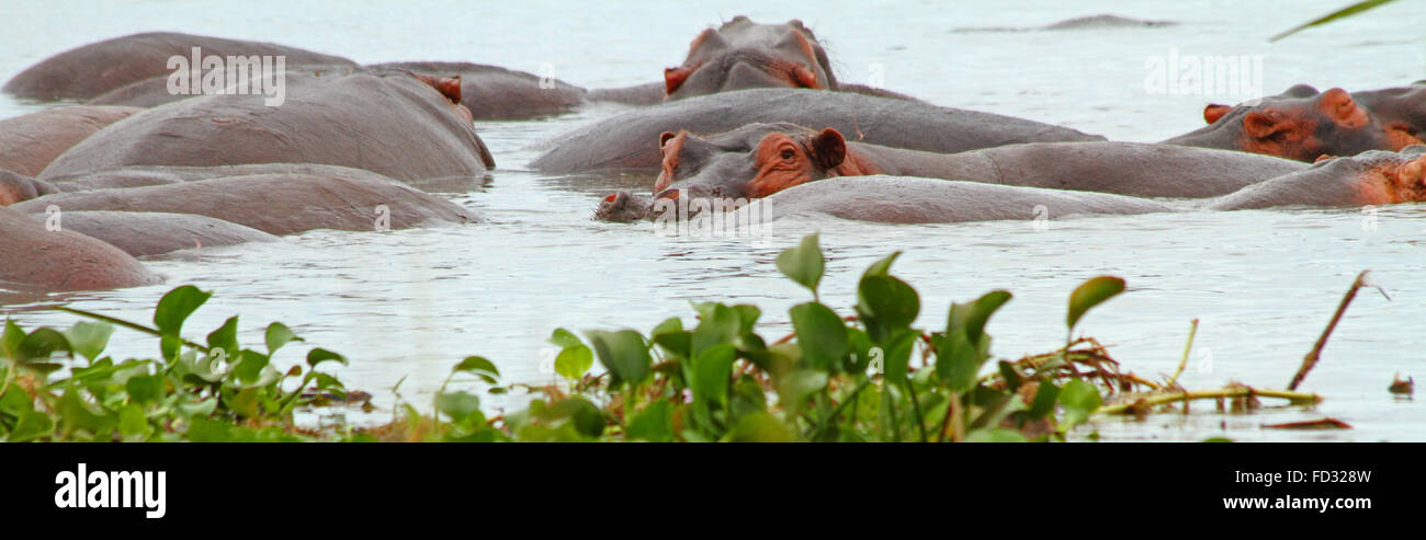 Eine Panorama-Aufnahme von einem einzigen Nilpferd schaut in die Kamera zu einer Gruppe von Flusspferde im Wasser. Stockfoto