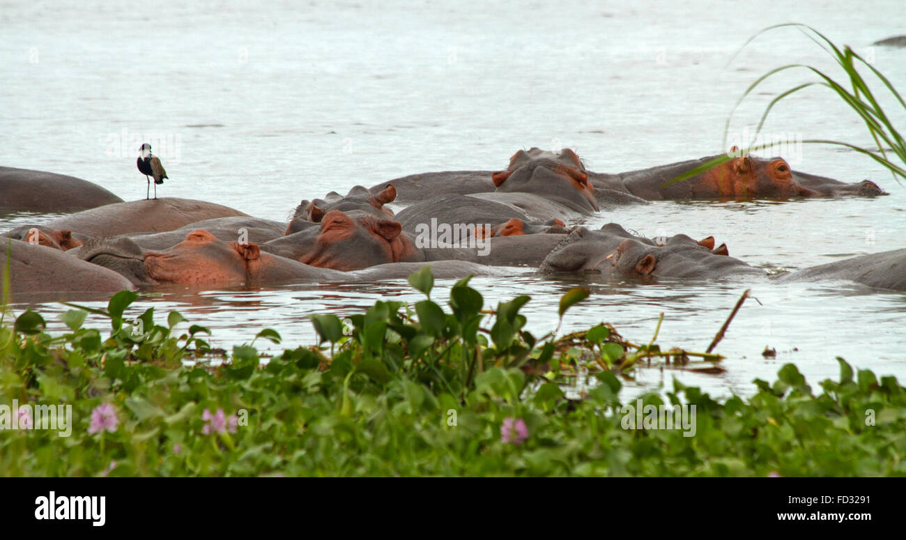 Eine Gruppe von Hippopotamusses miteinander schliefen in den Nil unter den Wasserpflanzen im Vordergrund.  Ein einsamer Vogel sitzt auf Stockfoto
