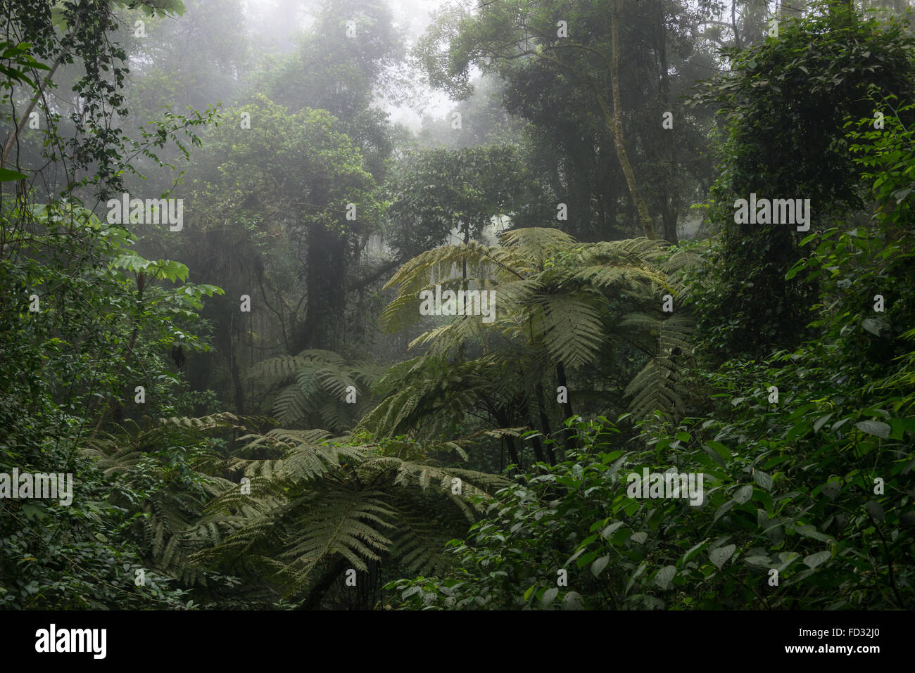Regenwald von Ilhabela, Brasilien Stockfoto