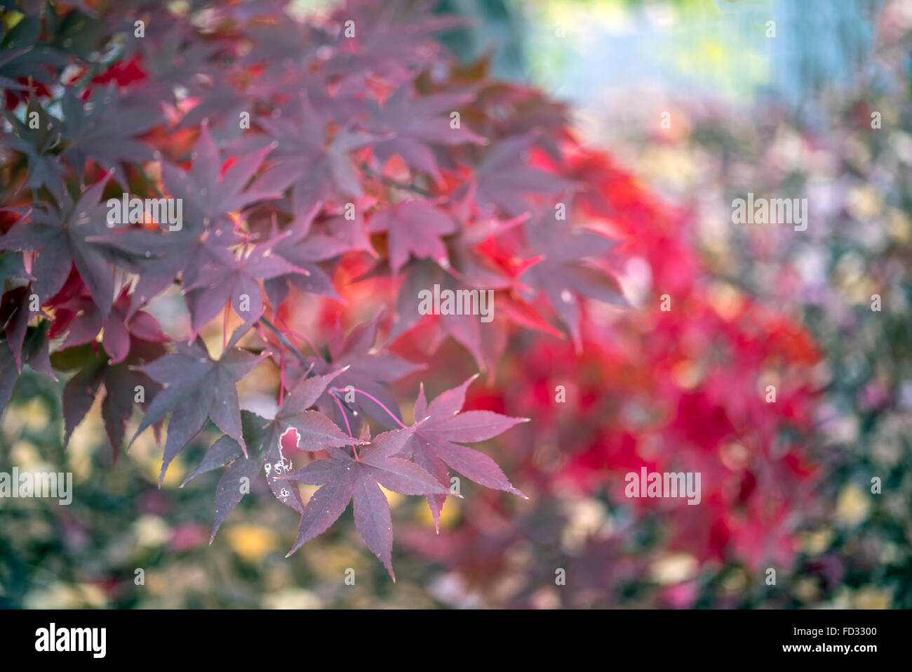 Acer Palmatum, japanischer Ahorn oder glatte japanischer Ahorn genannt Stockfoto