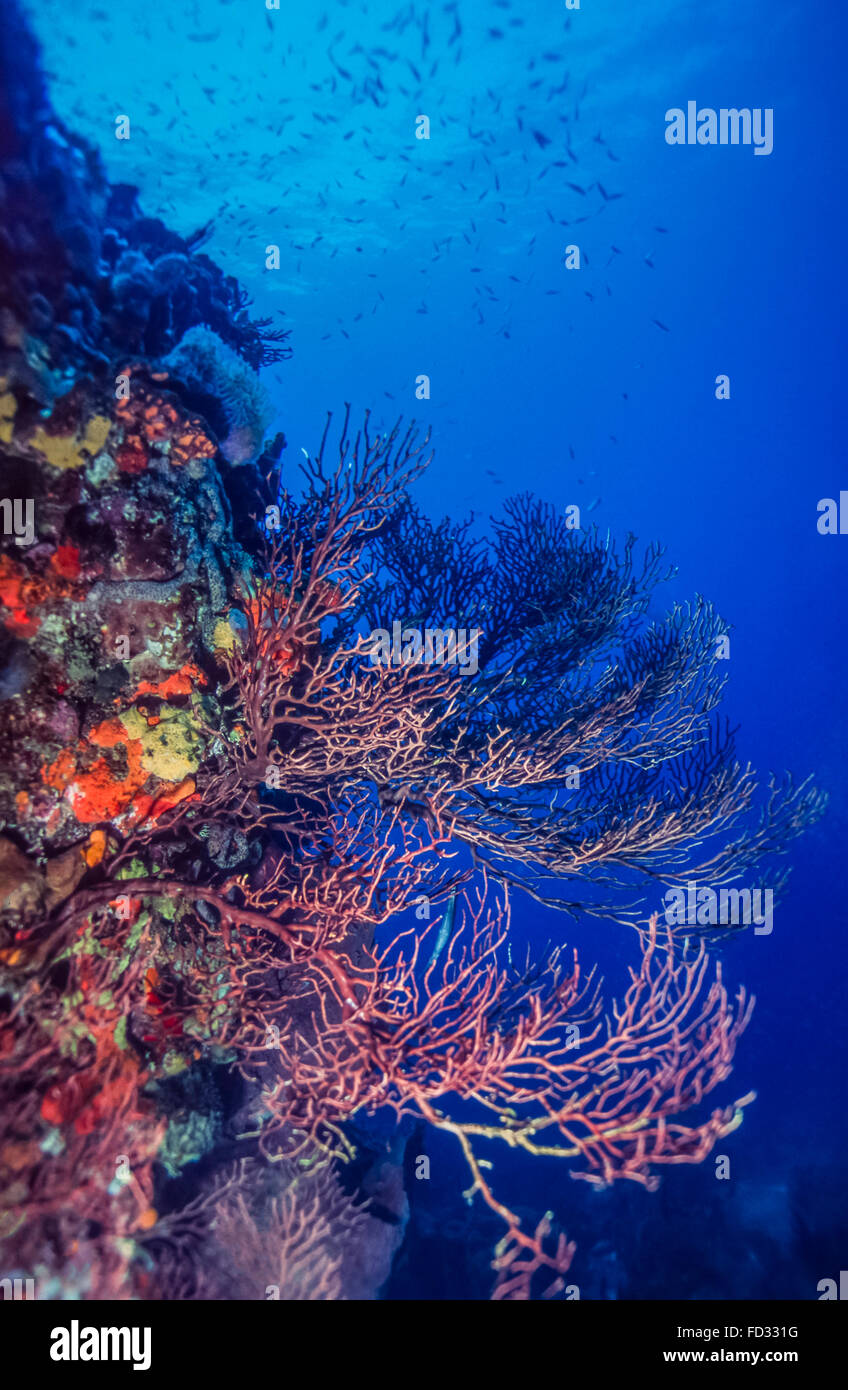 Coral Reef wall in Karibik Tiefenwasser Gorgonie Stockfoto