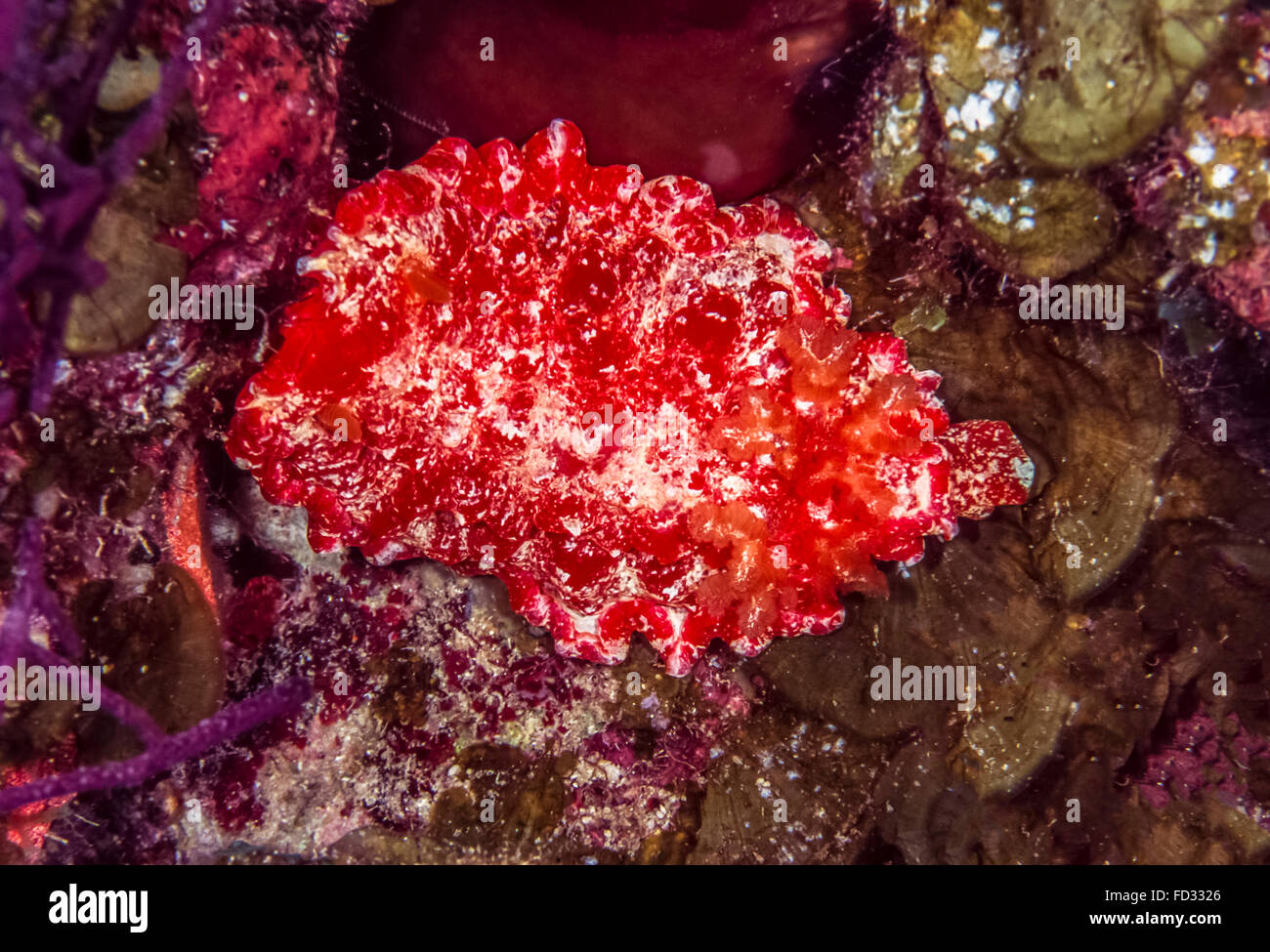 Platydoris Angustipes, Leder-backed Doris Unterwasser Nat Nacht am Korallenriff Stockfoto