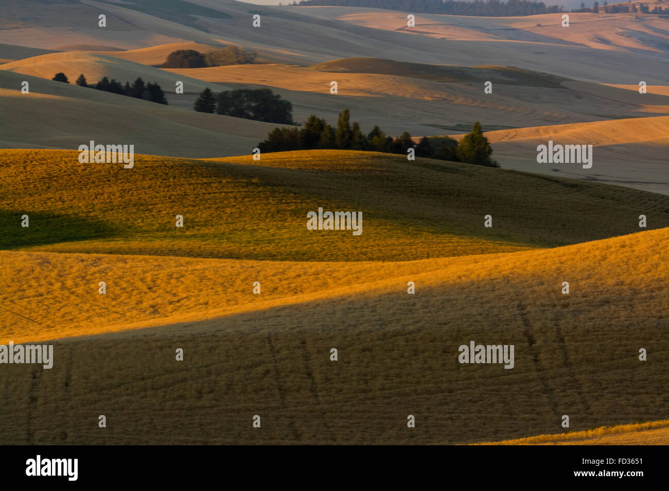 Getreidefeldern in der Palouse Region Washington Stockfoto