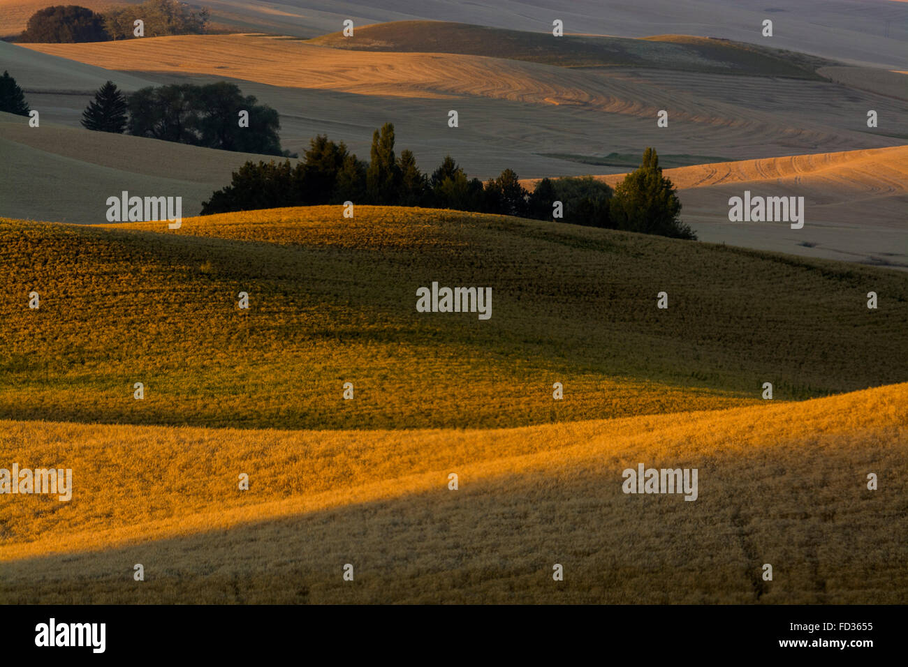 Getreidefeldern in der Palouse Region Washington Stockfoto