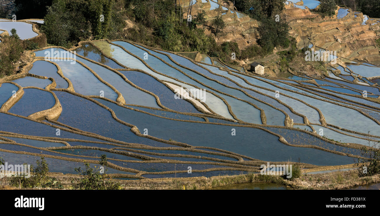 Reis-Terrasse mit verschiedenen Schattierungen von blau, Duoyishi, Provinz Yunnan, China Stockfoto