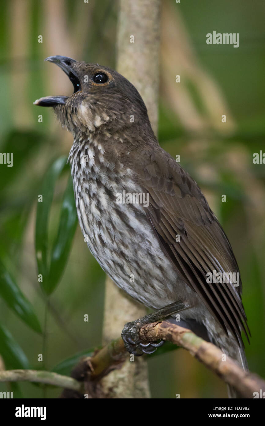 Zahn-billed Laubenvogel (Scenopoeetes Dentirostris) singen Stockfoto