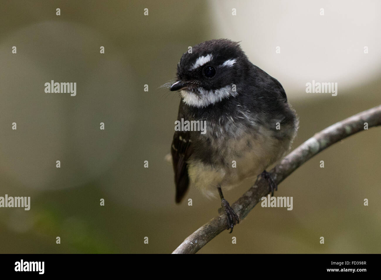 Grau-Fantail (Rhipidura Albiscapa Keasti) Stockfoto