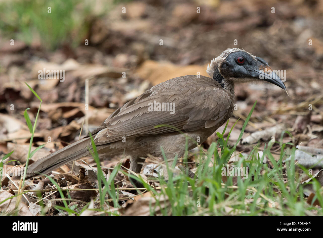 Toko Friarbird (Philemon Yorkii) auf Nahrungssuche am Boden Stockfoto