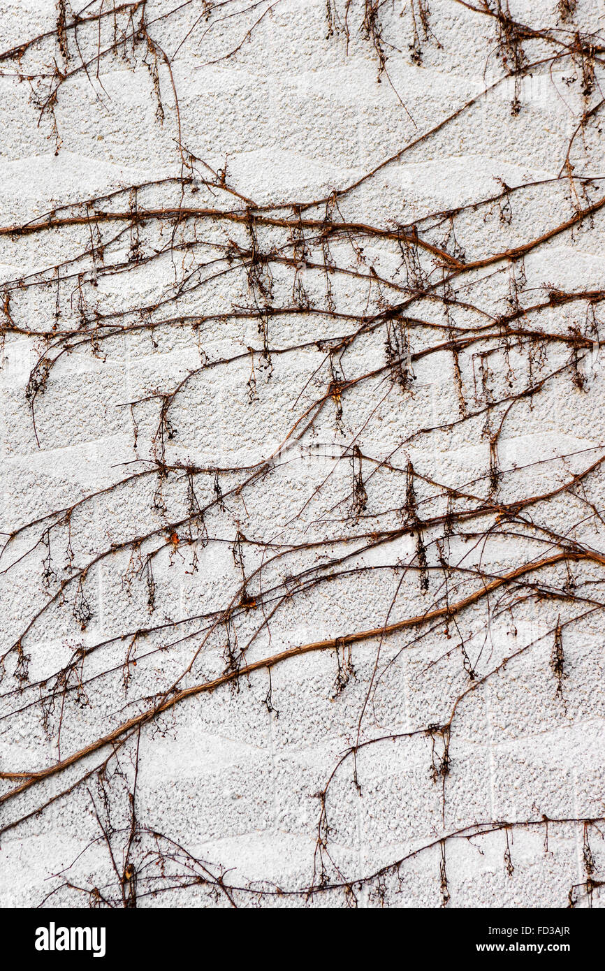 Trockenen Stämme und Zweige der Pflanzen sind keine Blätter auf der alten Steinmauer Farbe strengen malerischen kreative Verzierung. Hintergrund für Stockfoto