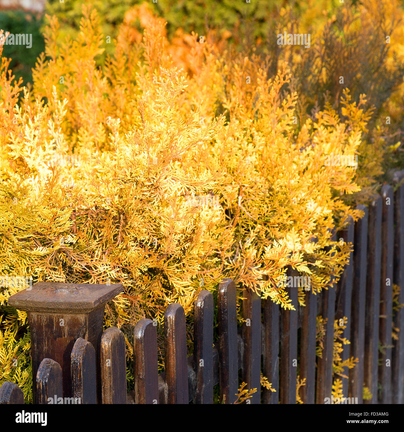 Schöne, helle gelbe Laub der braunen Holzwänden, Herbsttag. Selektiven Fokus Stockfoto