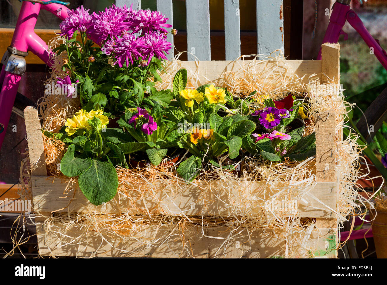 Original ornamentalem Schmuck Strauß Frühlingsblumen in einer Box aus Holz und Eisen Eimer und Retro-Bike. Blumen in hellen sunli Stockfoto