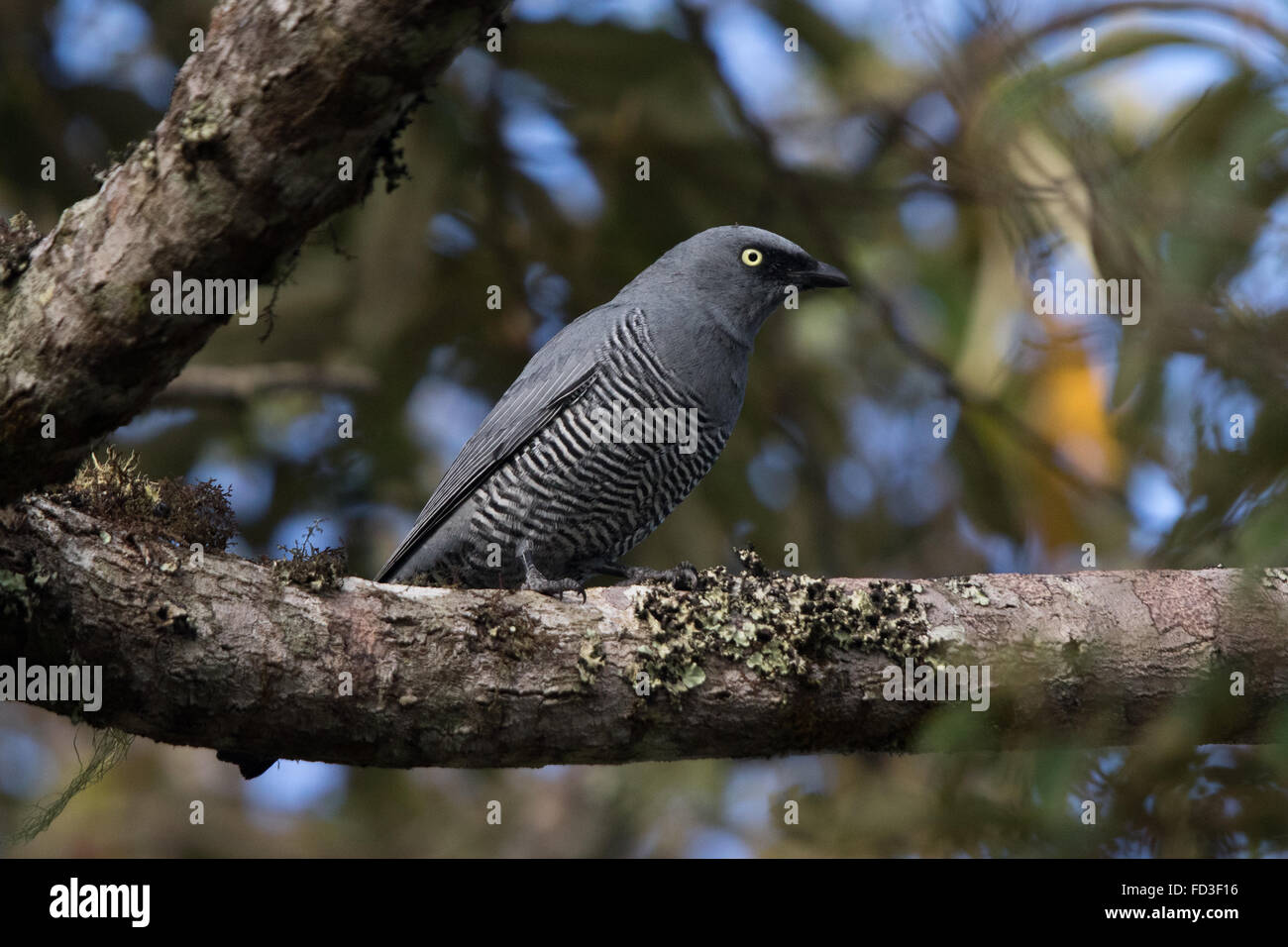 Vergitterten Kuckuck-Shrike (Coracina Lineata) Stockfoto